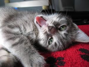 Katzenkrebs - auch Katzen haben Krebs